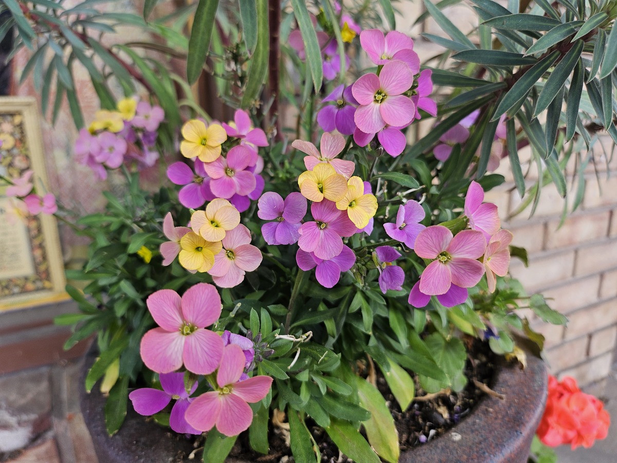 Image unrelated to post. A cluster of small, four-petaled flowers, varying in color between a purpley-pink and yellow.