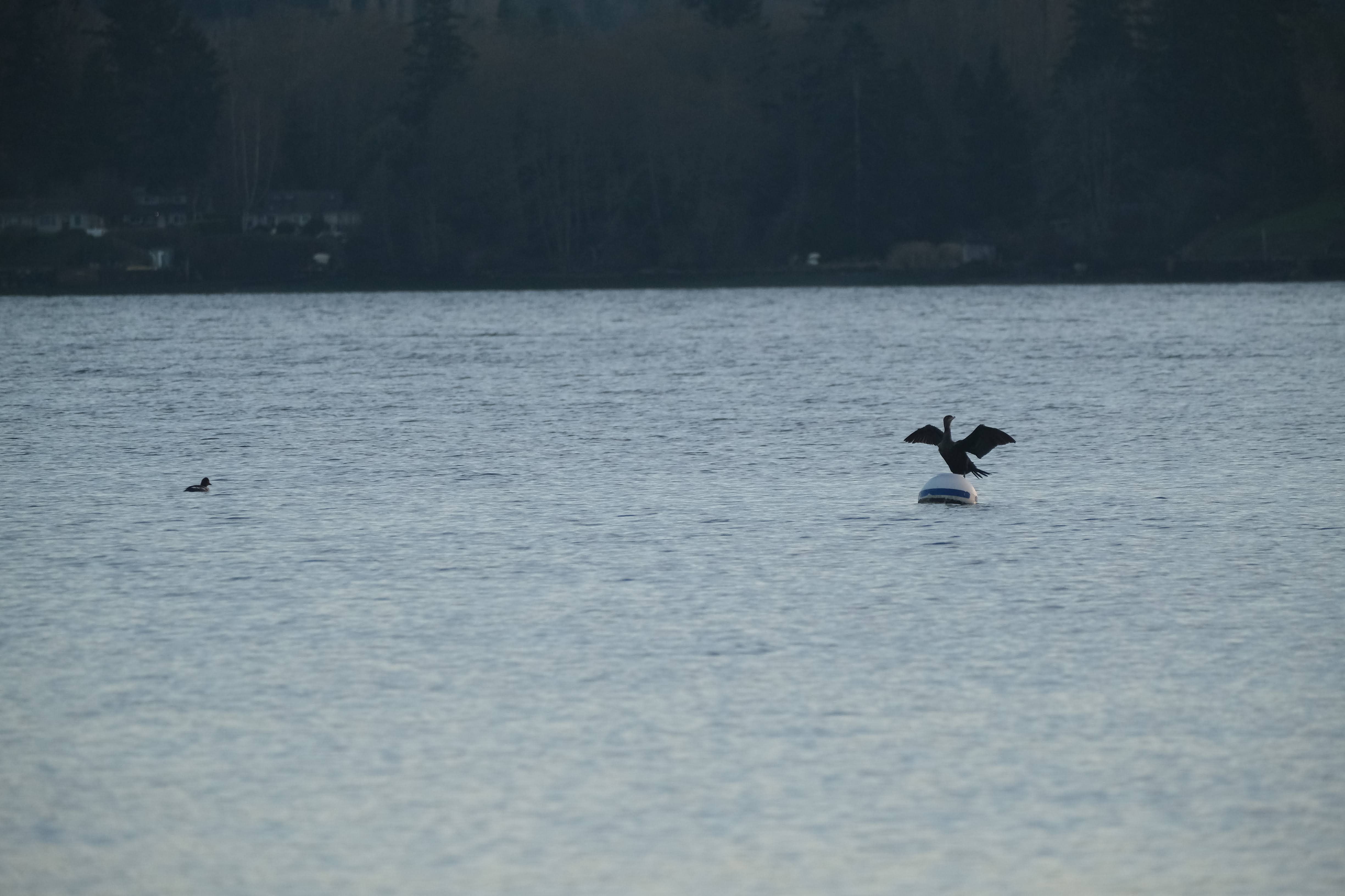 Image unrelated to post. A cormorant, a type of black waterfowl, poses with wings spread on a buoy in Puget Sound. Off to the left, another bird floats.