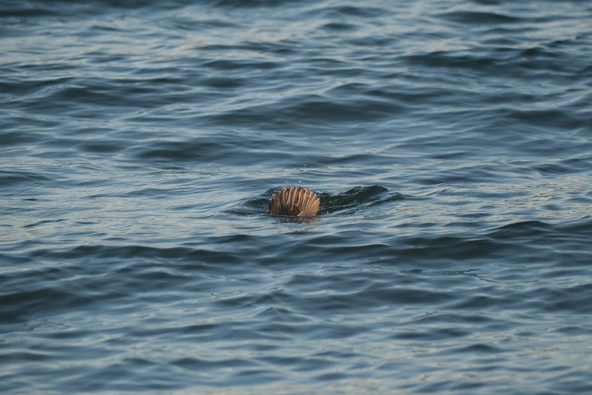 Image unrelated to post. The tail of a diving duck pokes out from the water with a small splash.