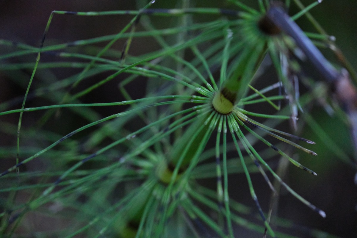 Image unrelated to post. Close up on a horsetail plant's stem, with many small needle-like leaves emerging from all sides of the circular stem at each segmented joint.
