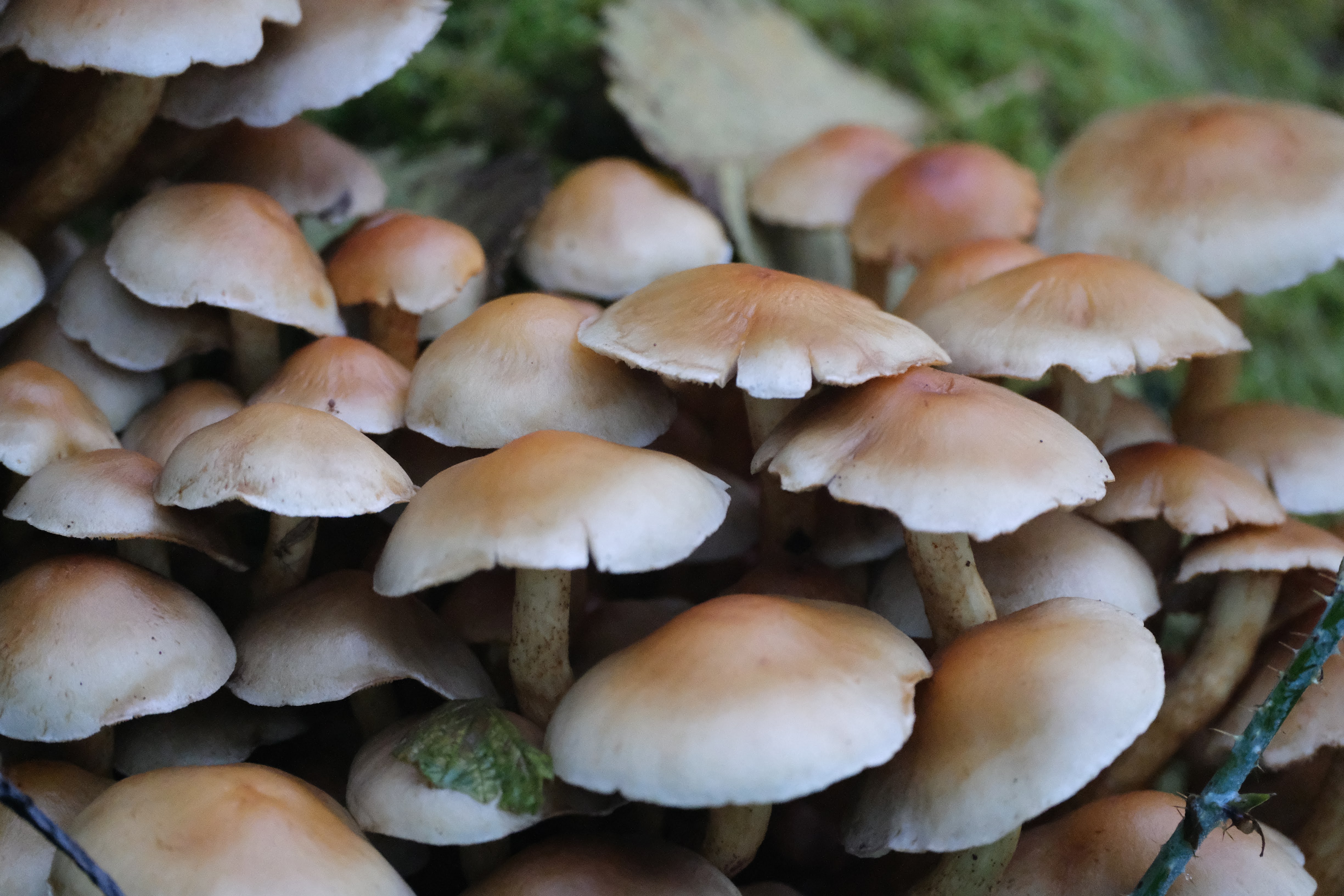 Picture unrelated to post. A tight close-up on a cluster of tannish brown mushrooms.