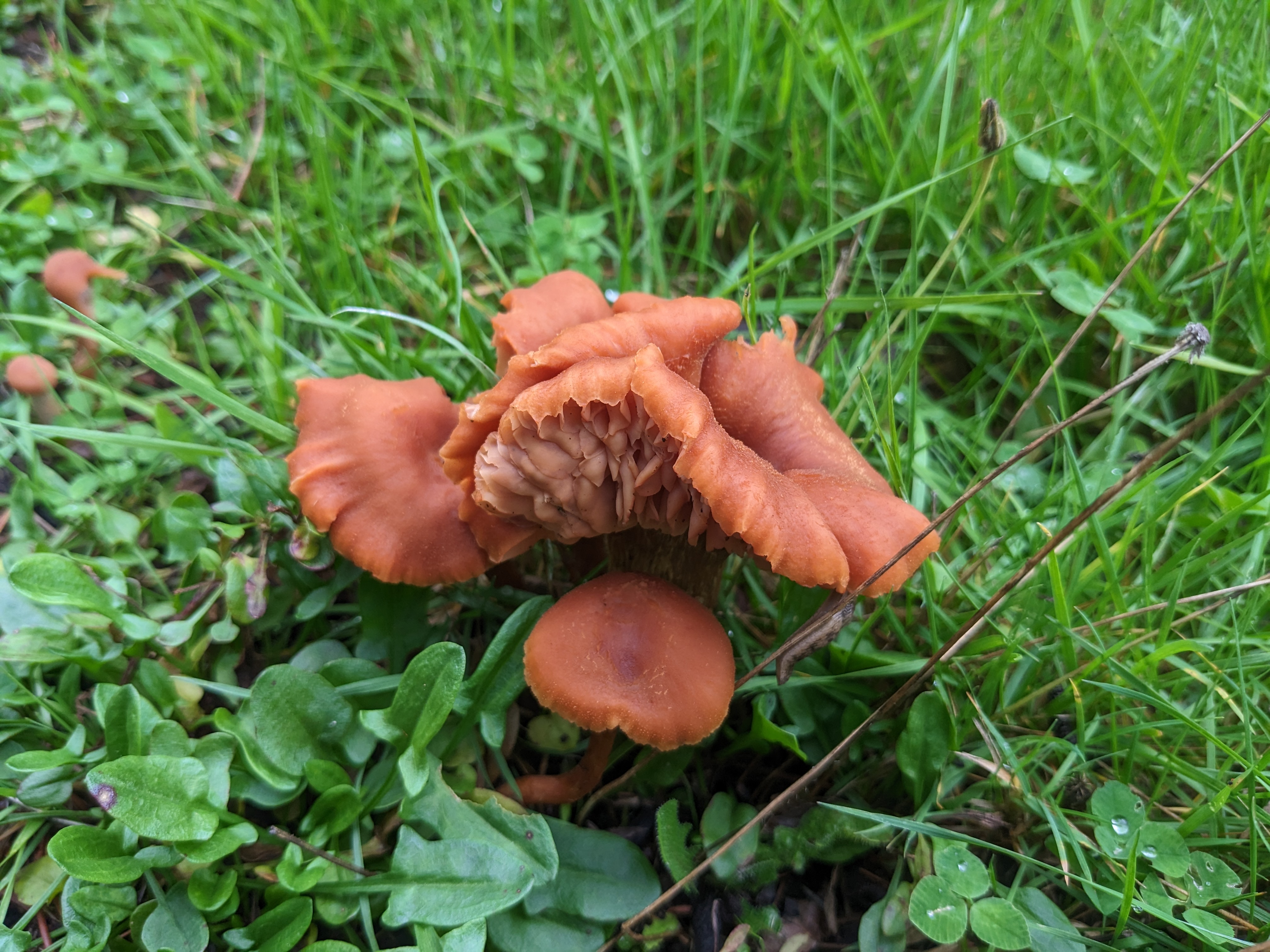 Picture unrelated to post. Some crinkly brown-orange mushrooms in vibrant green grass.