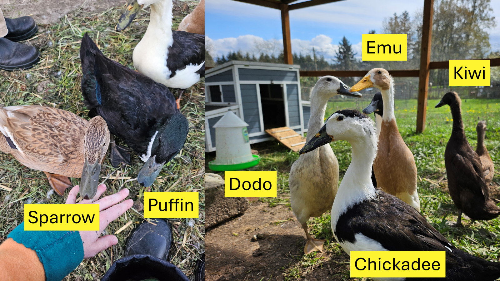 2 pictures that show all six ducks, each duck labeled with their name. In the first image, Sparrow (Golden 300, a light brown breed that looks similar to female mallards) and Puffin (Swedish Black, black with a white bib and beautiful iridescence) come up to eat from my hand. In the second image, Chickadee (Magpie, black and white splotched) is up front looking to one side, and behind her are Dodo (Silver Runner, white and grey), Emu (Fawn & White Runner, white and pale tan), and Kiwi (Chocolate Runner, dark brown all over), with Sparrow and Puffin partially visible behind.