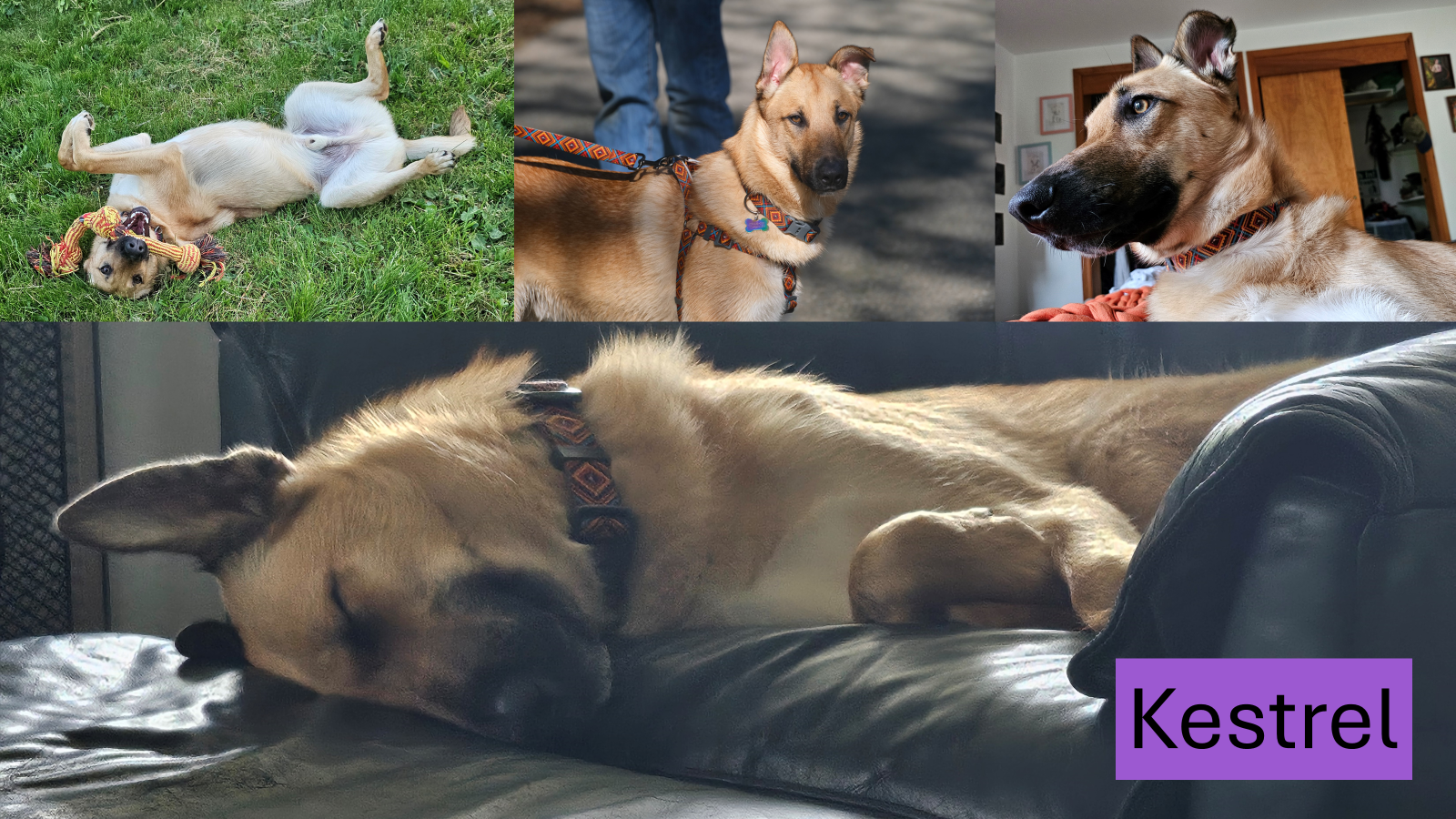 4 collaged pictures of Kestrel the Malinois mutt, a big tan dog with a thick ruff and half floppy, half pointy ears. In the pictures, he rolls on his back in the grass, looks snobbily at the camera with one ear flopping, looks off to one side, and sleeps in a big leather chair.