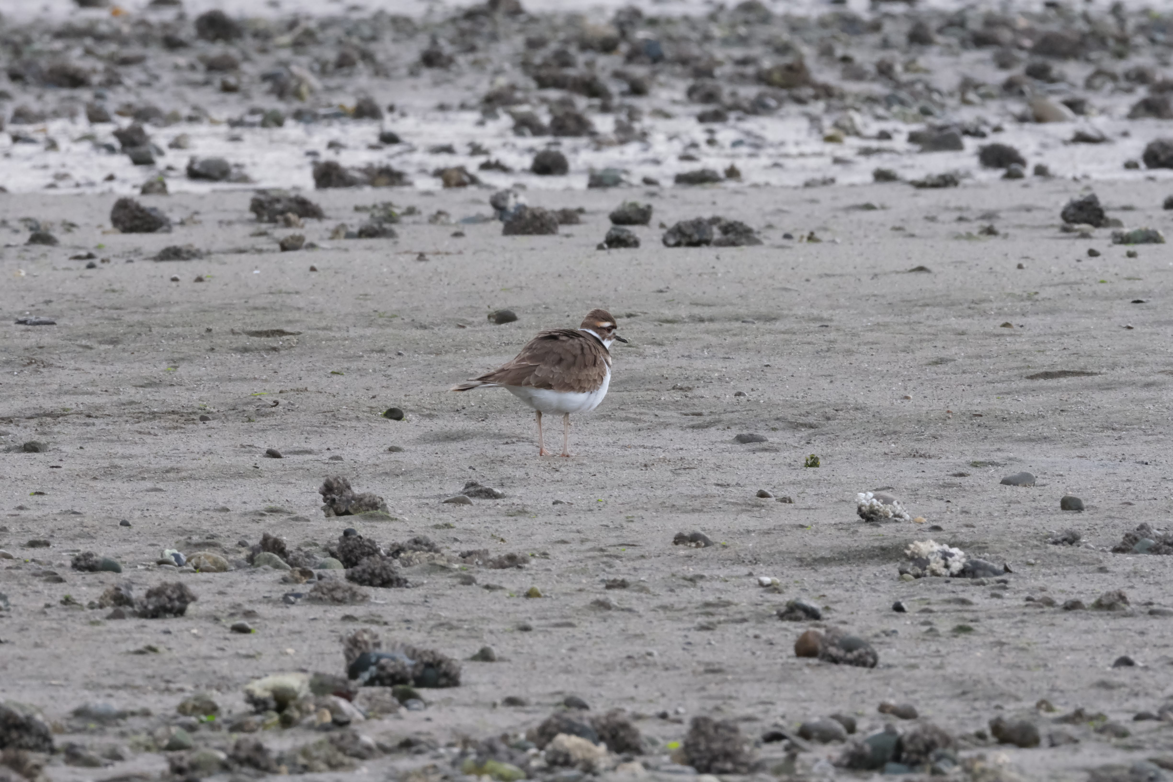 Image unrelated to post. A very fluffed up killdeer stands on a rocky beach.