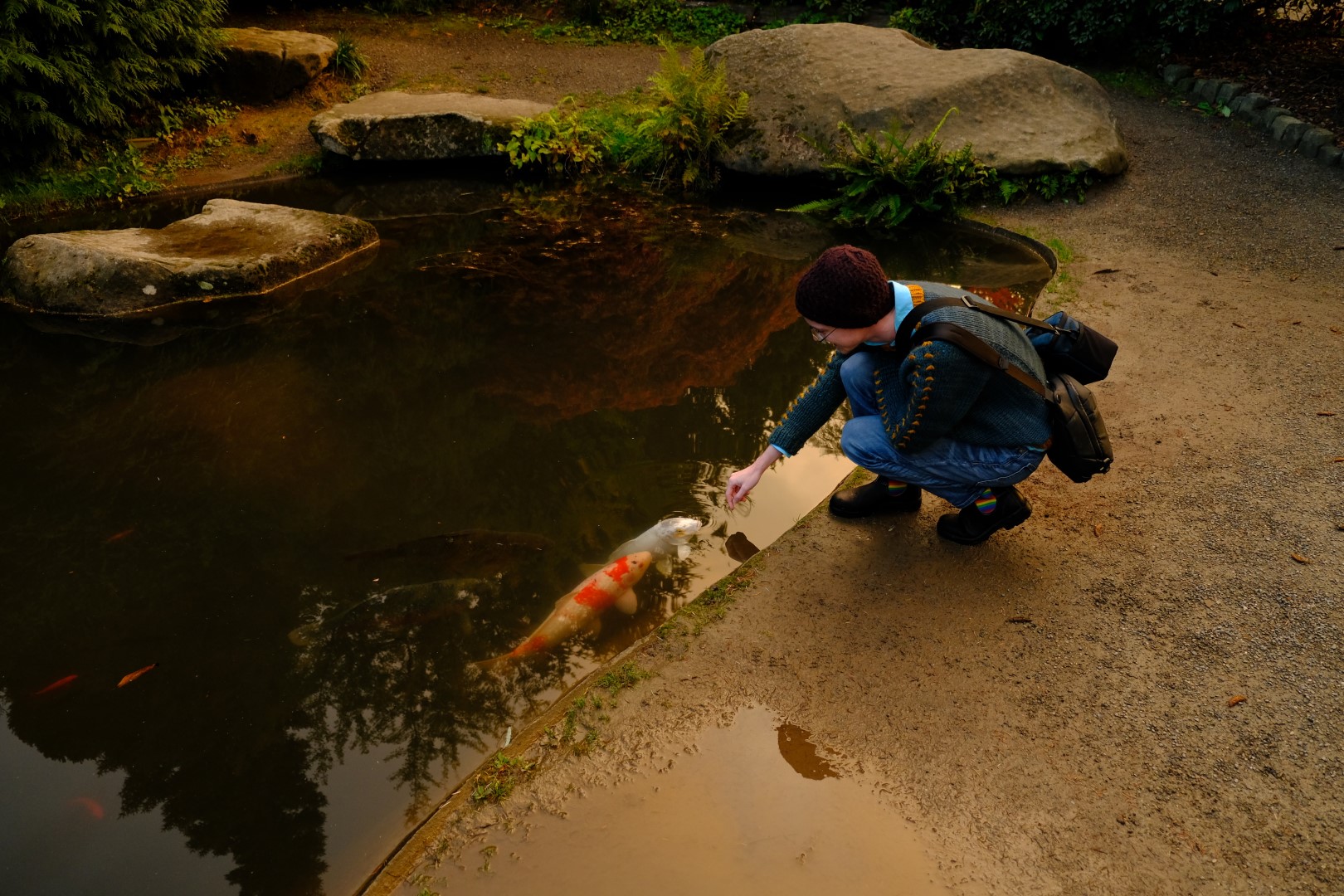 A koi pond in fall afternoon light. A person in a knitted dark teal sweater crouches in front of the pond and extends hir hand towards the surface of the water. Several curious koi are arriving to see what the matter is, and one white koi has stuck its face a bit out of the water to reach toward hir hand.