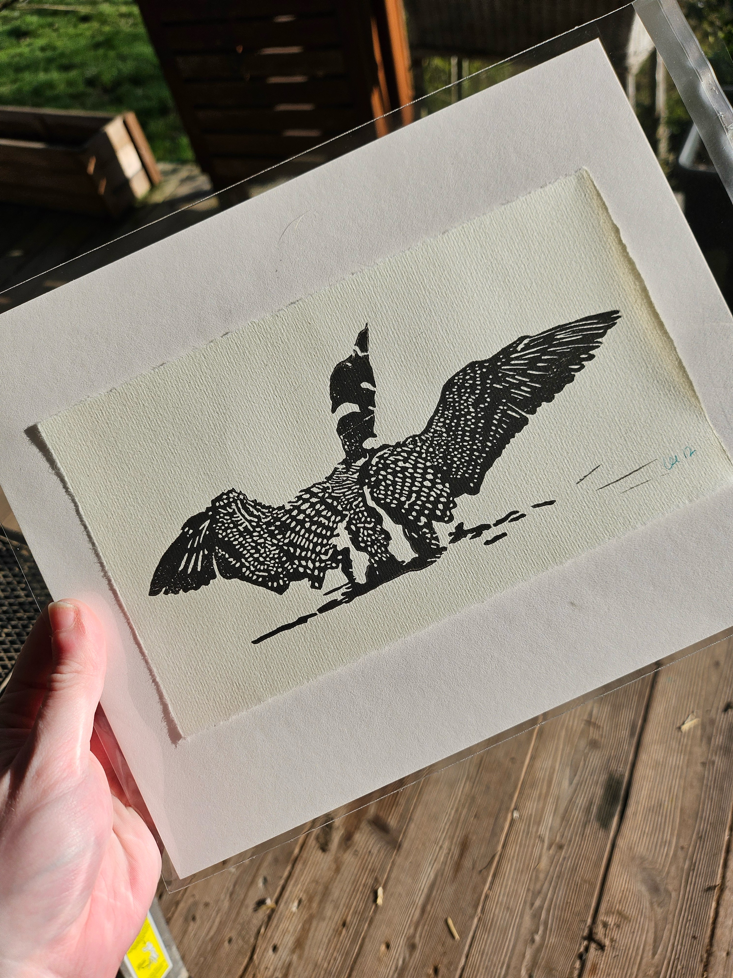 A print of a loon rearing up with wings spread