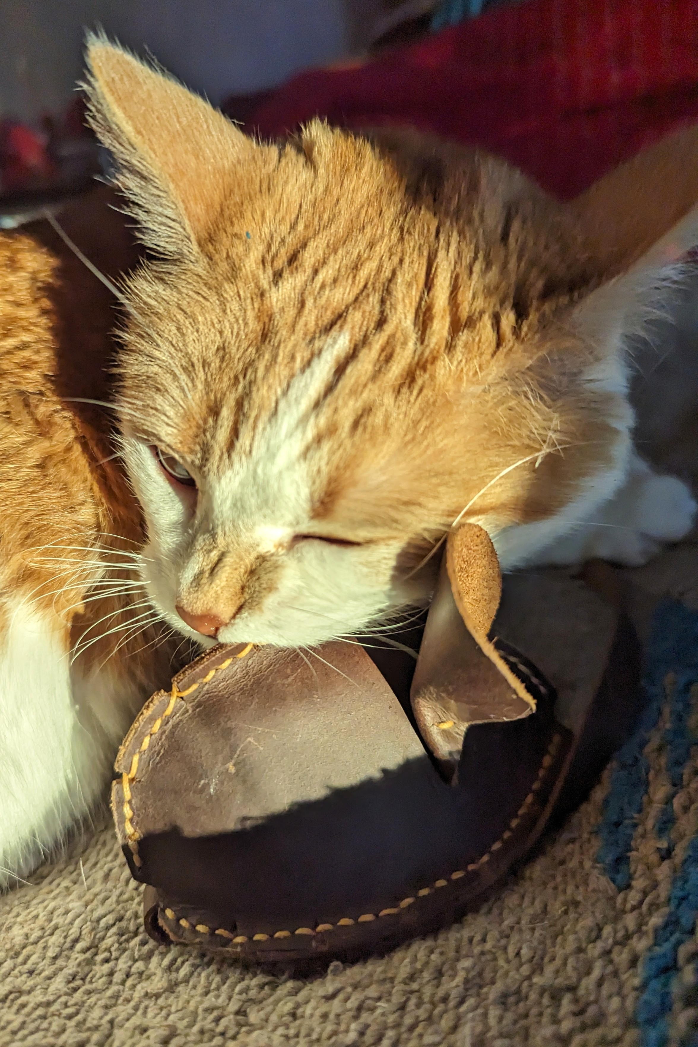 A cat in a sunbeam snuggles a little leather mouse-shaped cat toy.