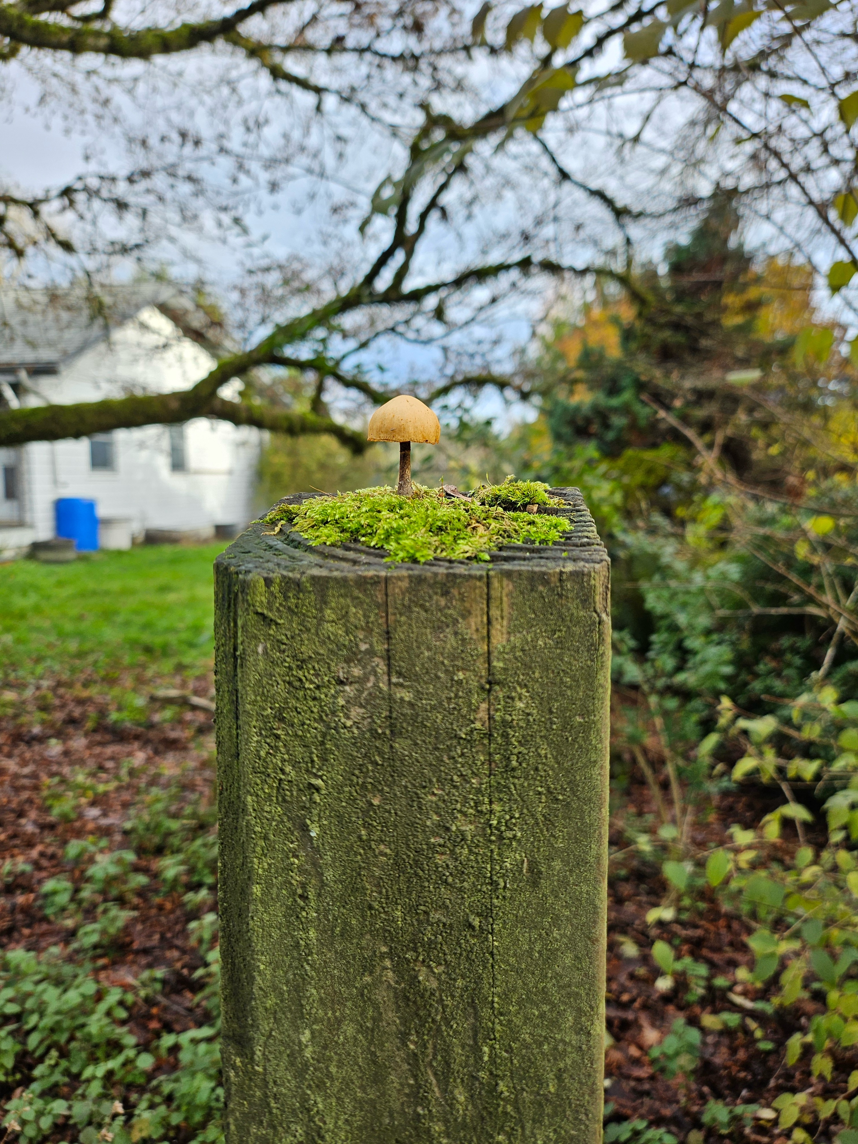 Picture unrelated to post. A small orange mushroom grows from the center of a fence post.