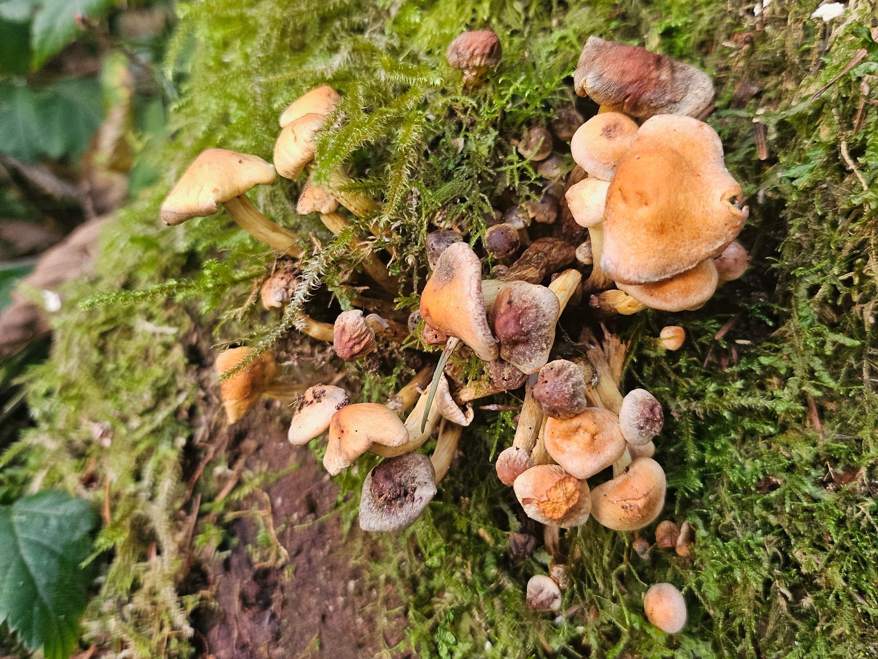 Image unrelated to post. Close up on a cluster of orange-brown mushrooms on a mossy tree trunk.