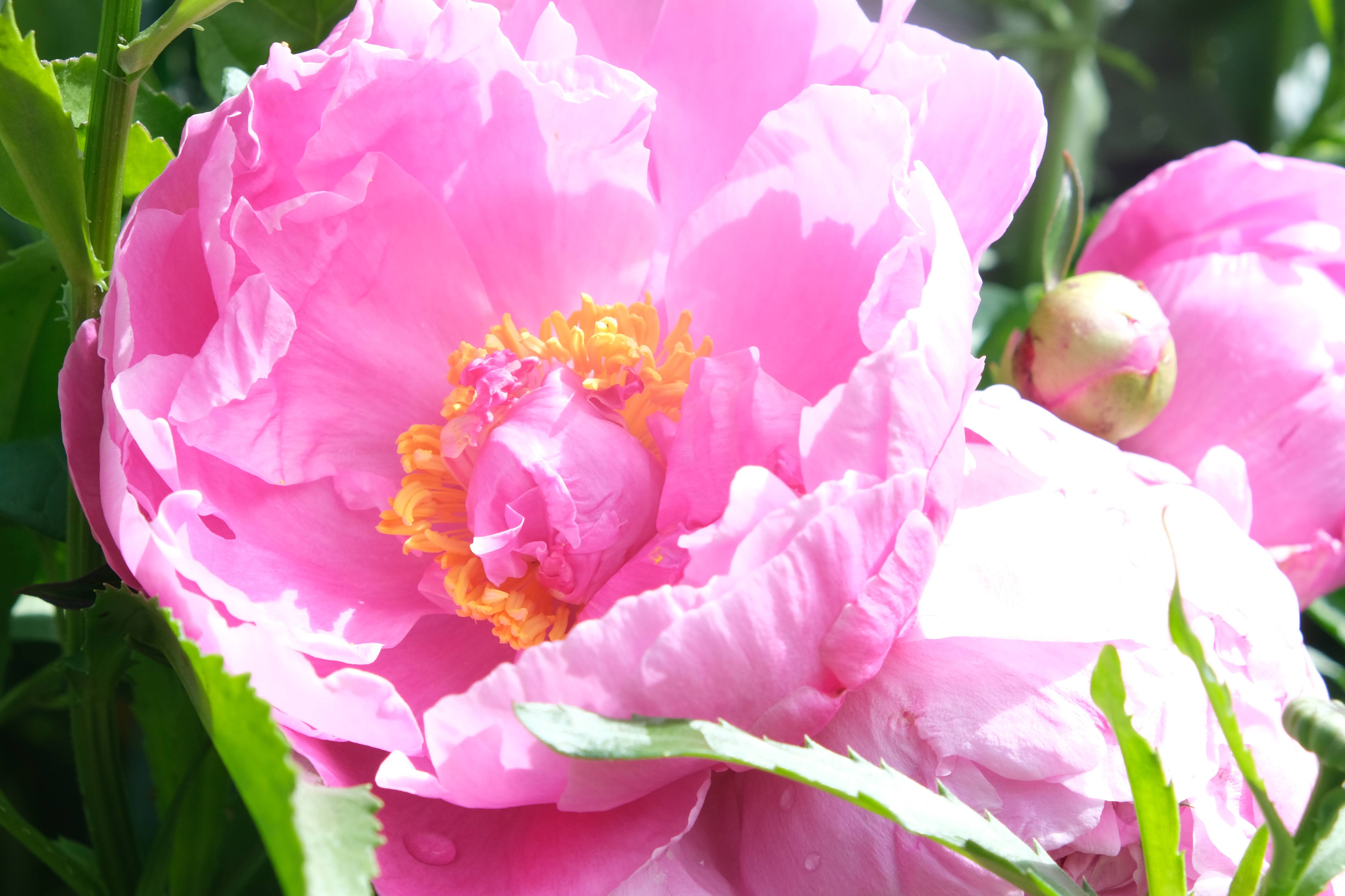 Image unrelated to post. A light pink peony in full bloom, close up.