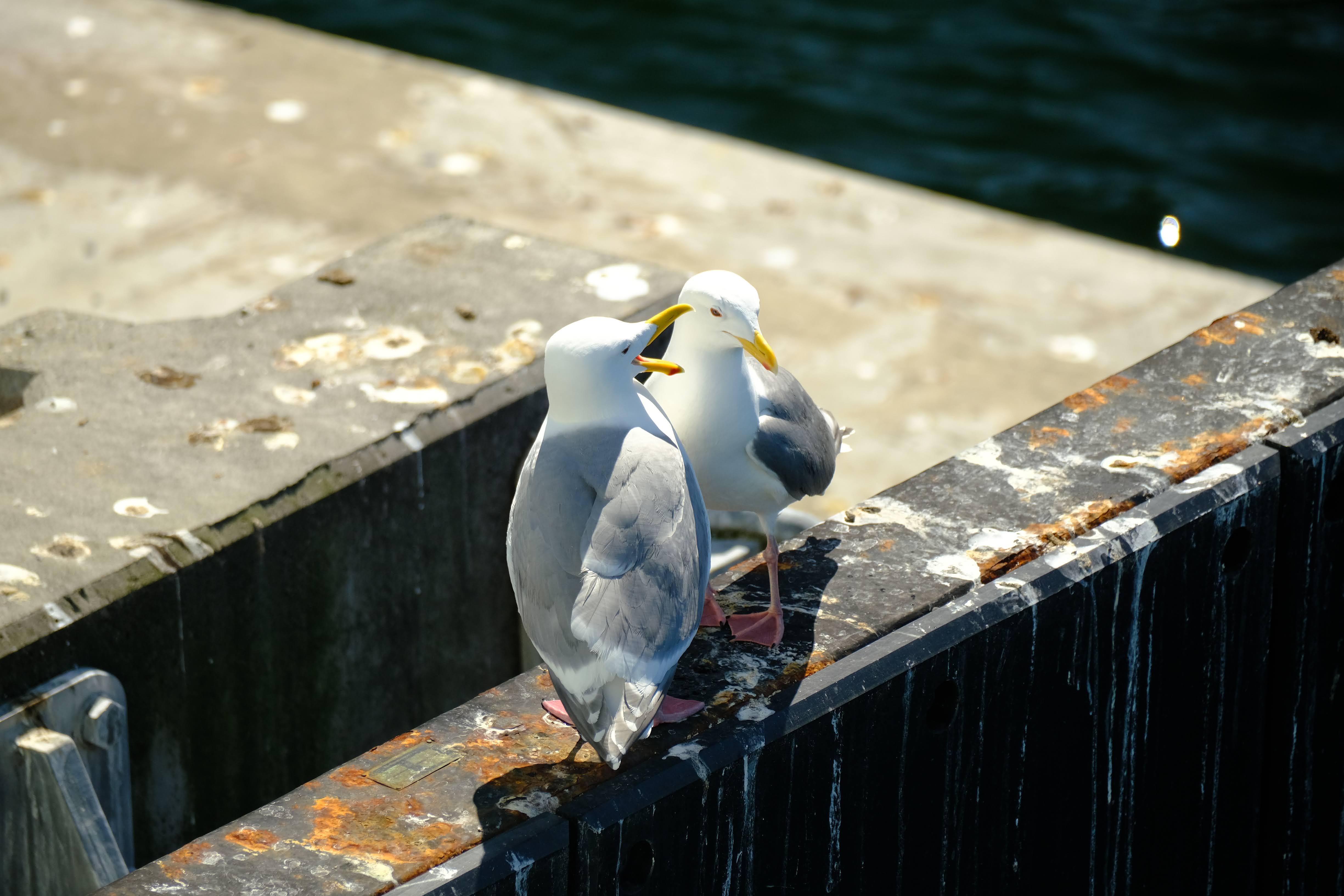 Image unrelated to post. A seagull with eir beak open, looking like ey are yelling in the ear of the seagull next to them.