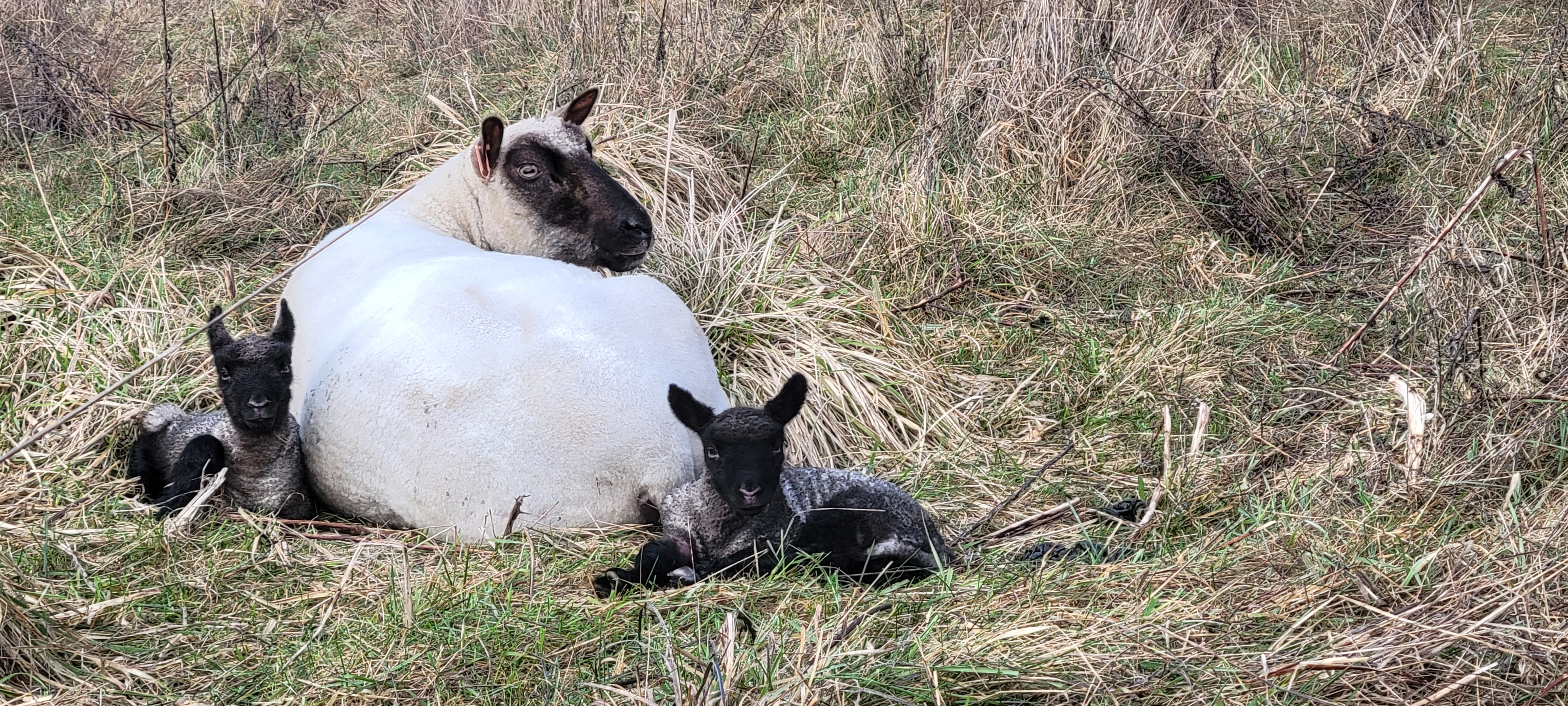 Image unrelated to post. A mama sheep with two babies curled up next to her in a grassy field.