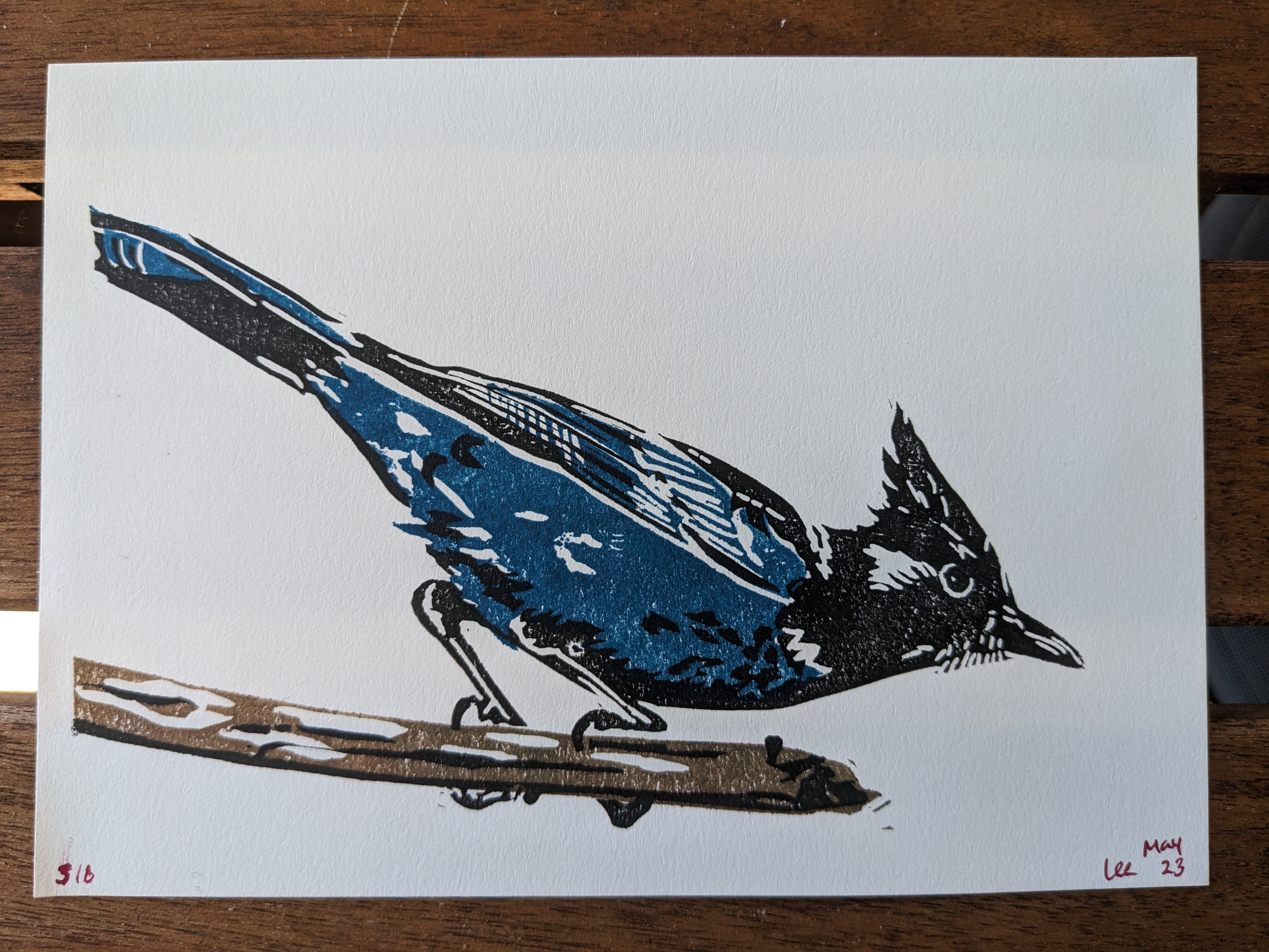 A print of a stellar's jay, a beautiful black and blue bird, about to take off from a branch