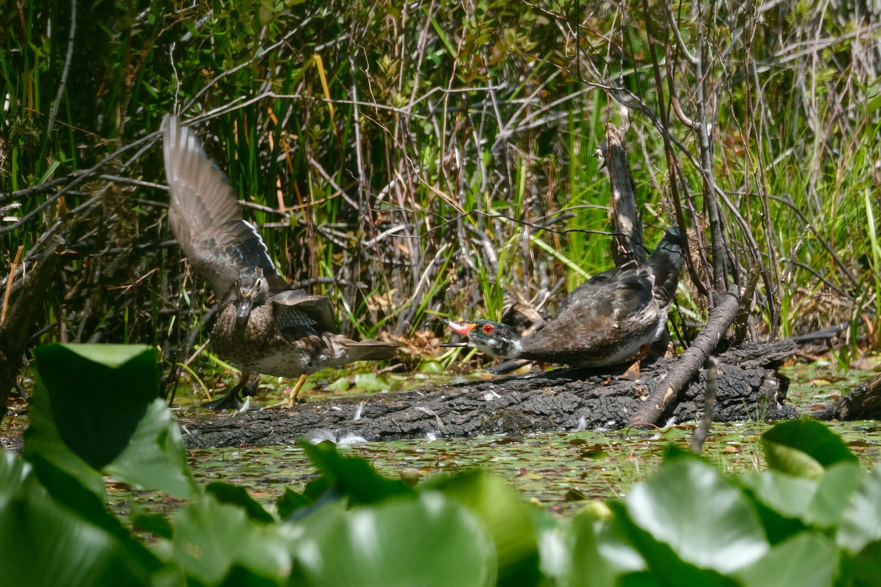 “Picture unrelated to post. A male and female wood duck in summer ‘eclipse’ plumage have a little tiff while standing on a log. to the right, the male has his neck extended and beak open; on the left, the female has a wing extended upwards.“