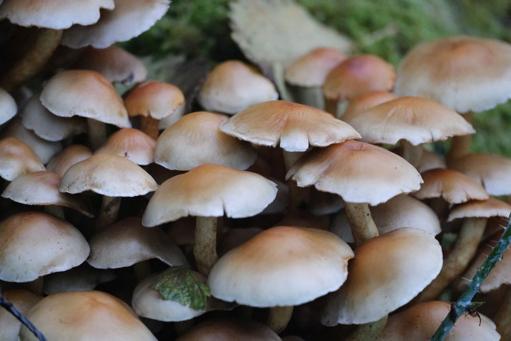 Picture unrelated to post. A tight close-up on a cluster of tannish brown mushrooms.