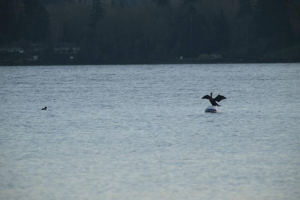 Image unrelated to post. A cormorant, a type of black waterfowl, poses with wings spread on a buoy in Puget Sound. Off to the left, another bird floats.