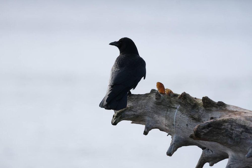 Image unrelated to post. A crow poses on driftwood against a whitish sky.