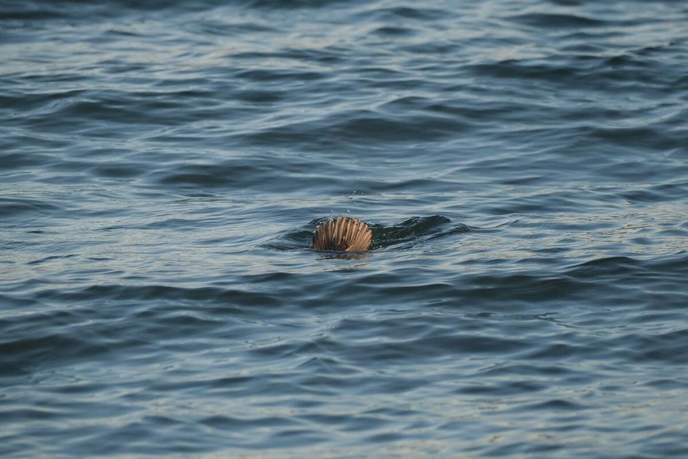 Image unrelated to post. The tail of a diving duck pokes out from the water with a small splash.