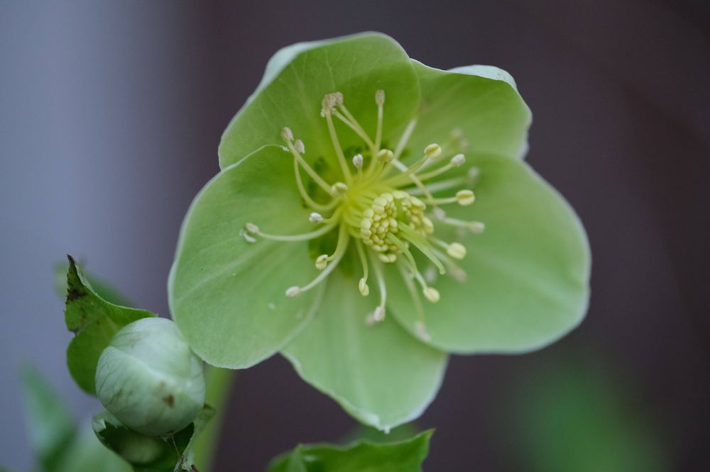 Image unrelated to post. Close up on a pale green hellebore flower.