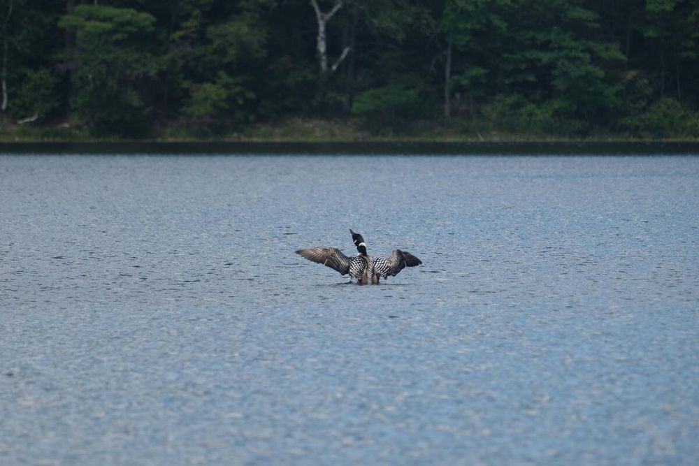 Image unrelated to post. A loon rearing up with eir wings spread on a calm lake.