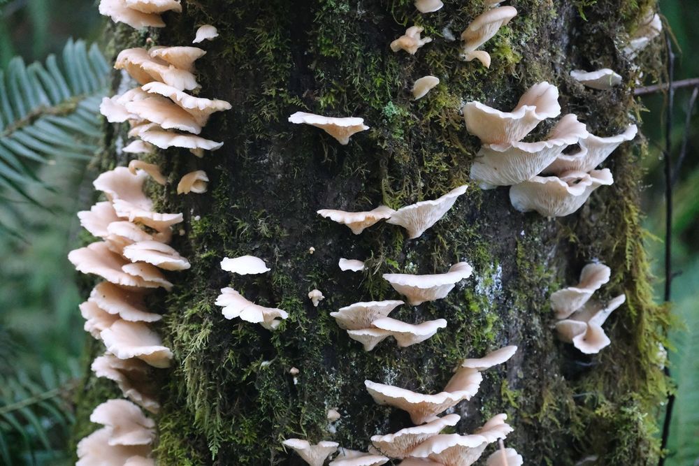 Picture unrelated to post. Creamy beige shelf mushrooms on a mossy tree trunk.