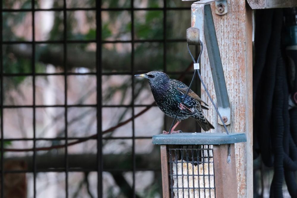 Image unrelated to post. A starling, a beautifully iridescent black bird, stands on a hanging suet feeder.